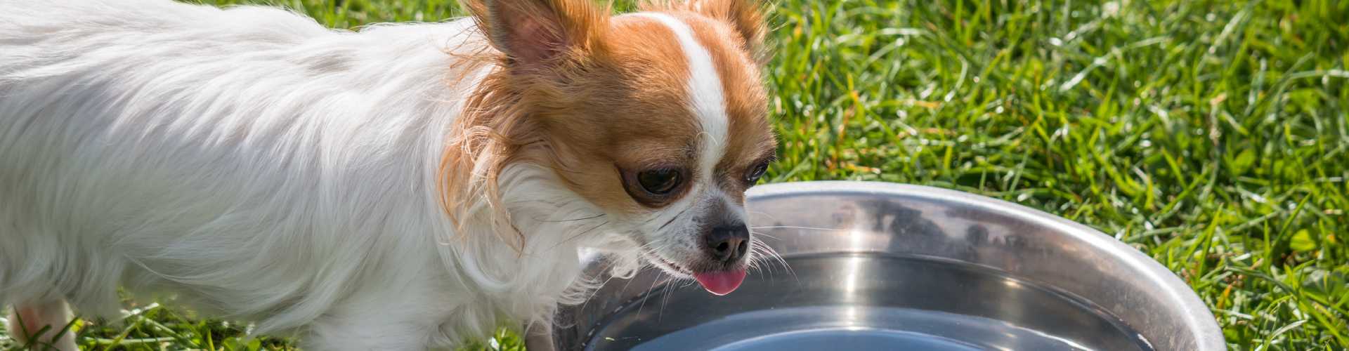 Собака не ест только пьет. Чихуа пьет. Чихуахуа пьет воду. Почему собака не пьет воду.